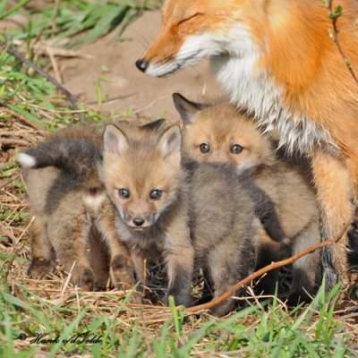 20100420 516 Red Foxes SERIES.jpg