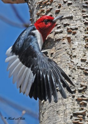 20100423 386 Red-headed Woodpecker.jpg