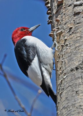 20100423 384 Red-headed Woodpecker.jpg