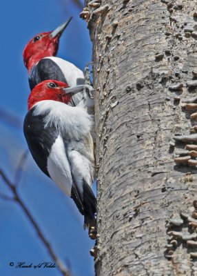 20100423 497 Red-headed Woodpeckers.jpg