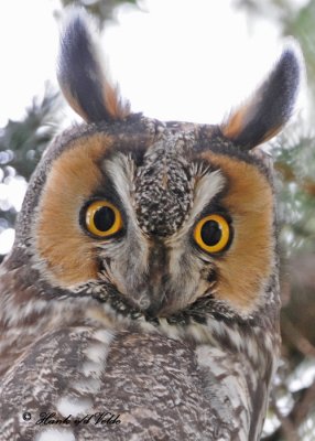 20100430 140 Long-eared Owl SERIES.jpg