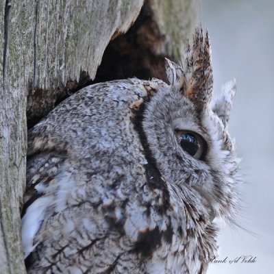 20100419 463 Eastern Screech Owl.jpg