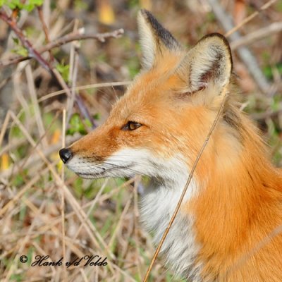 20100420 508 Red Fox SERIES.jpg