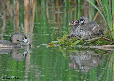 20090630 255 Pied-billed Grebes.jpg