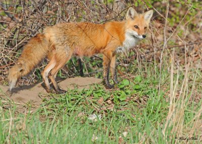 20100420 500 Red Fox SERIES.jpg