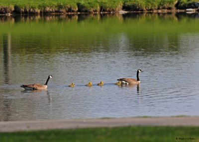 20090512 001 Canada Geese.jpg