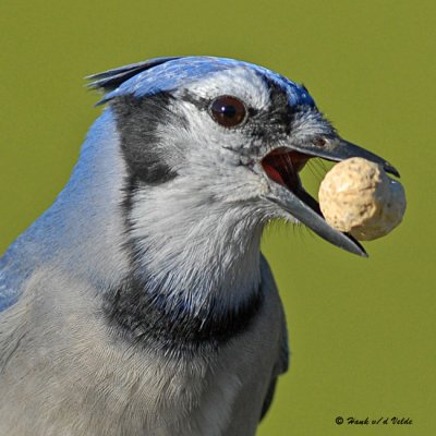 200710116 255  Blue Jay.jpg