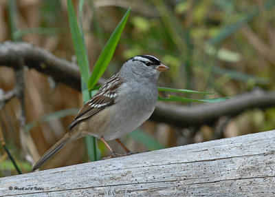 20071002 301 White-crowned Sparrow.jpg