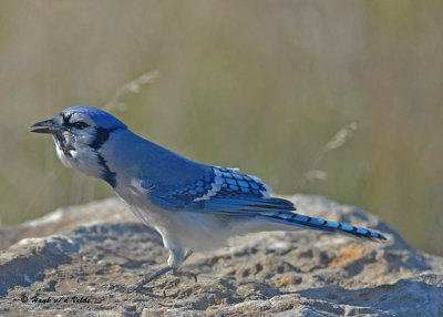 20071028 014 Blue Jay.jpg