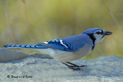 20071028 037 Blue Jay.jpg