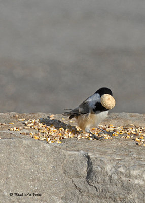 20071028 077 Chickadee .jpg