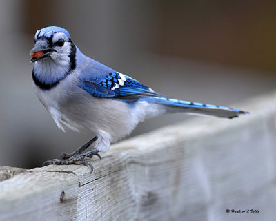 20071031 223 Blue Jay.jpg