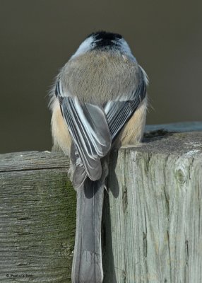 20071103 141 Chickadee.jpg