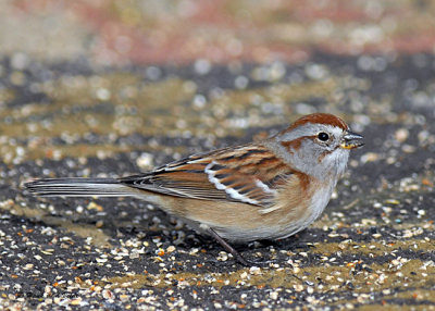 sparrows_2007