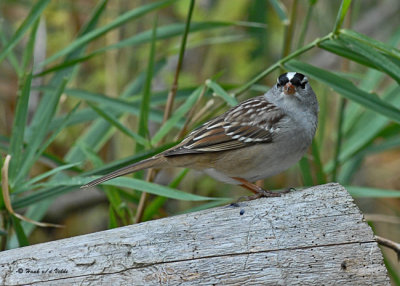 20071002 304 White-crowned Sparrow.jpg