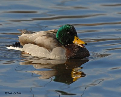 20071103 204 Mallard SERIES.jpg