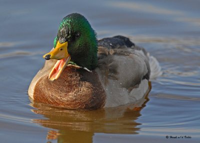 20071103 215 Mallard SERIES.jpg