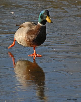 20071118-2 012 Mallard SERIES.jpg