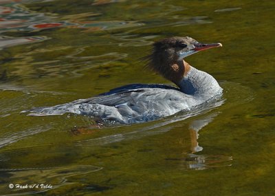 20070722-2 244 Common Merganser.jpg