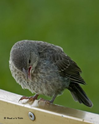 20070617-1 012 Juvenile Brown-headed Cowbird.jpg