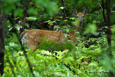 DSC_0021 Deer.jpg