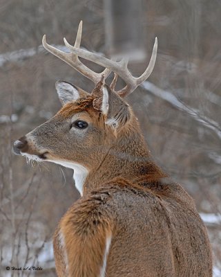 20071128 114 Deer Buck.jpg