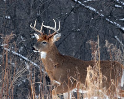 20071205 077 Deer - Buck.jpg