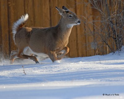 20071215 036 White-tailed Deer  (Doe).jpg
