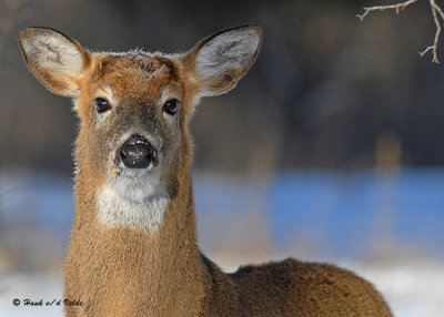 20071215 084 White-tailed Deer (Buck) SERIES.jpg