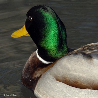 20080321 021c Mallard SERIES.jpg