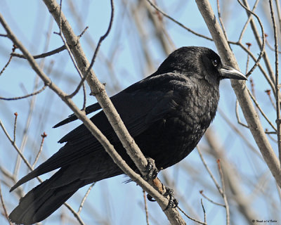 20080403 129 Crow SERIES.jpg