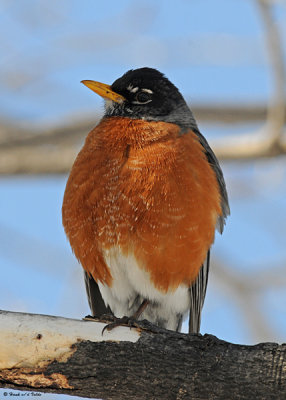 20080405 349 American Robin SERIES.jpg