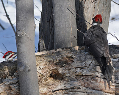 20080402 504 Pileated Woodpeckers SERIES.jpg