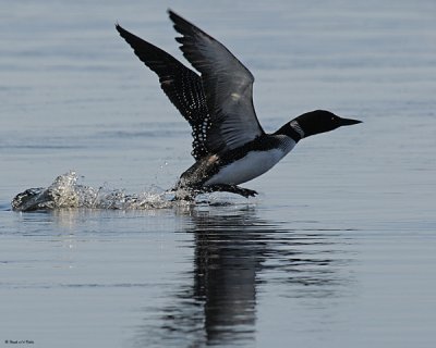 20080415 275 Common Loon SERIES.jpg