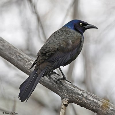 blackbirds_and_grackles