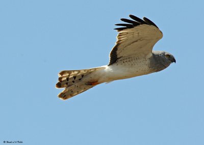 20080429 199 Northern Harrier (male).jpg