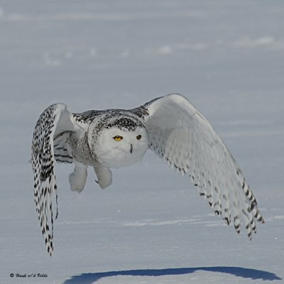 20080317 Snowy Owl 126 xxx.jpg