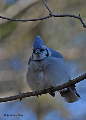 20071110 011 Blue Jay.jpg