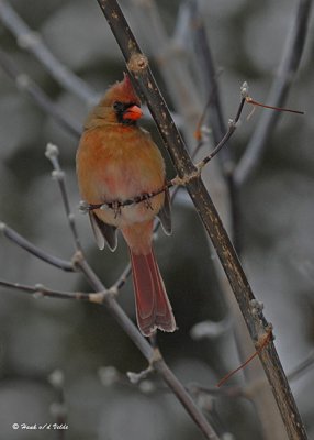 20071205 201 Northern Cardinal (female)2 xxx.jpg