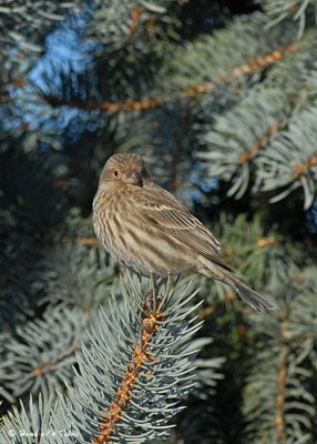 20071210 042 House Finch (female) xxx.jpg