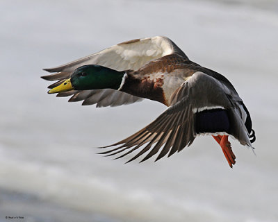 20080408 148 Mallard xxx.jpg