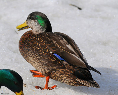 20080408 191 American Black Duck xxx.jpg