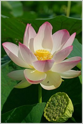 lotus photim2.jpg