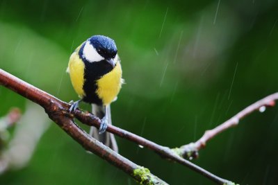 mésange_005Tw.jpg