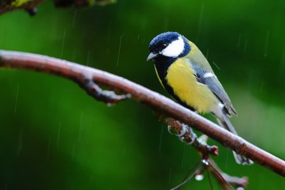 mésange_009Tw.jpg
