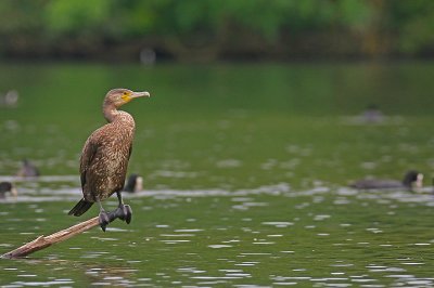 cormoran_164w.jpg