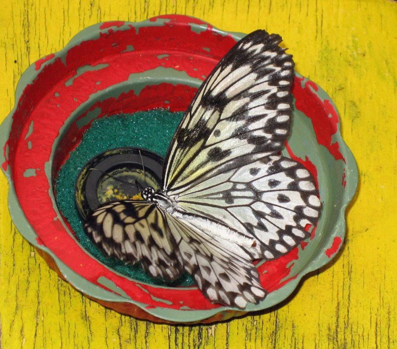 flutterby..