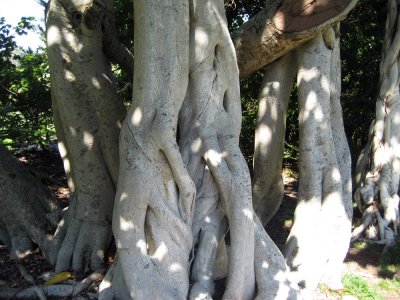 'ficus benghalensis' - Banyan tree