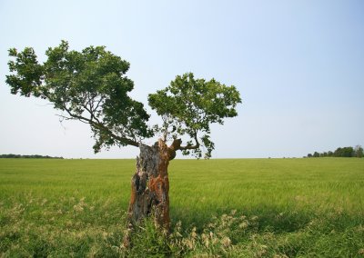 Old Tree.jpg