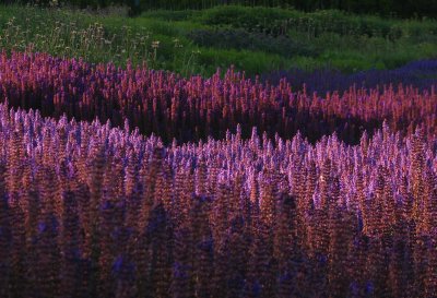 Millenium Park - Chicago 2.jpg